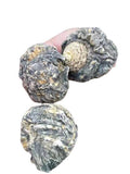 Extra Large Black Maca Kali River Maca Yunnan Maca Raw Materials Dried Fruits