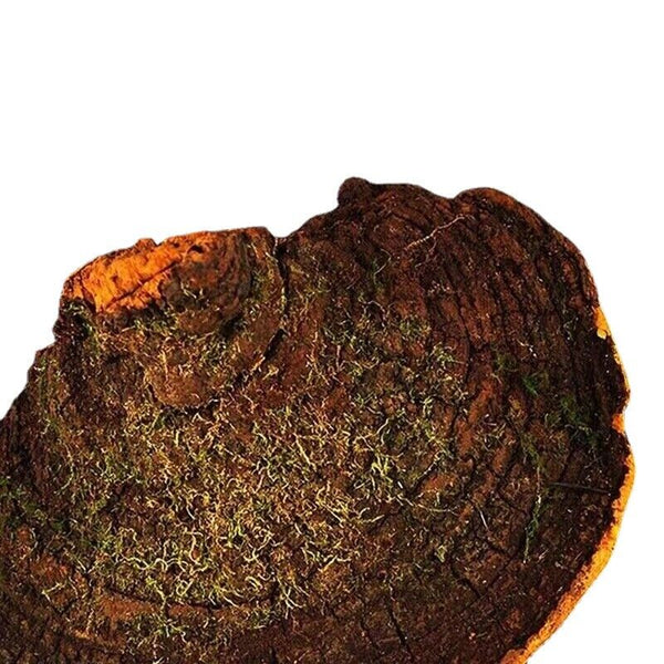 Tibetan wild mulberry ganoderma lucidum 100g