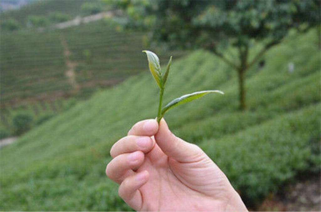 Yunnan Dian Hong Black Tea 250g Premium 58 Series Famous Chinese Loose Leaf