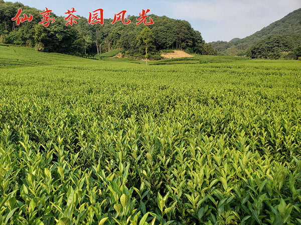 New Tea Longjing Tea Fried Green Green Tea Strong Aroma 500g/1.1lb
