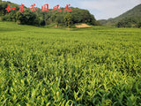 2023 New Tea Longjing Tea Fried Green Green Tea Strong Aroma 500g/1.1lb