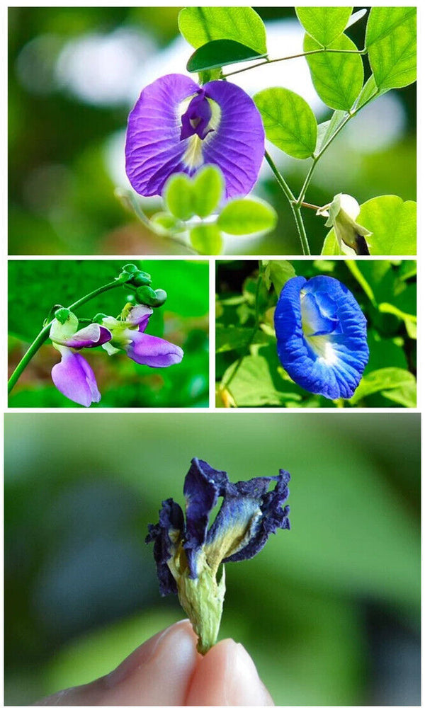 Dried Flower Tea Die Dou Hua Blue Butterfly Pea Flower Butterfly Pea Flower 500g