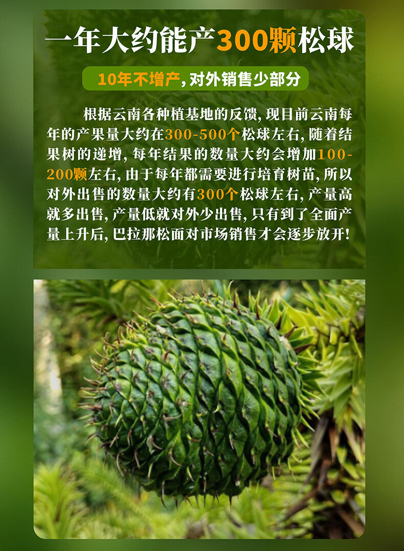 Premium Authentic Parana Pine Nuts Natural High Quality For Sale On Ebay