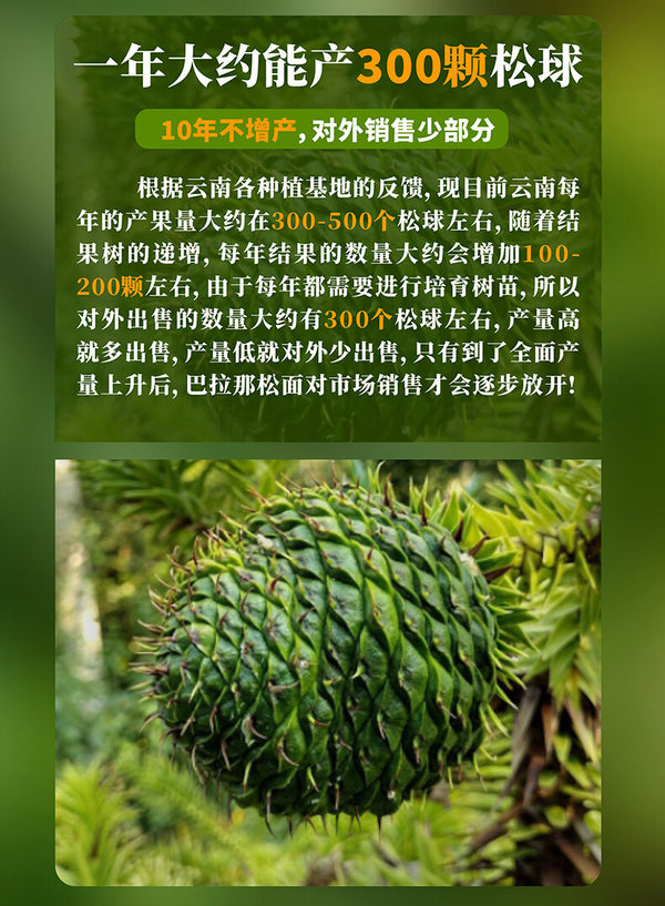 Premium Authentic Parana Pine Nuts Natural High Quality For Sale On Ebay