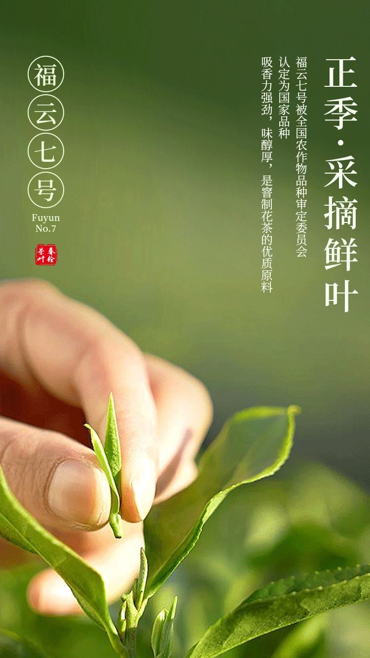 Jasmine Green Tea 100g Seasonal Fresh Strong Flavor Loose Leaf from Fuzhou