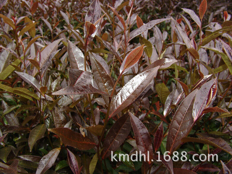500g Yunnan Pu'er Tea Raw Tea Loose Tea
