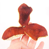 Tangerine Peel Tea Dry Orange Tea Tangerine Peel Tea Fruit Tea Orange Fruit Tea