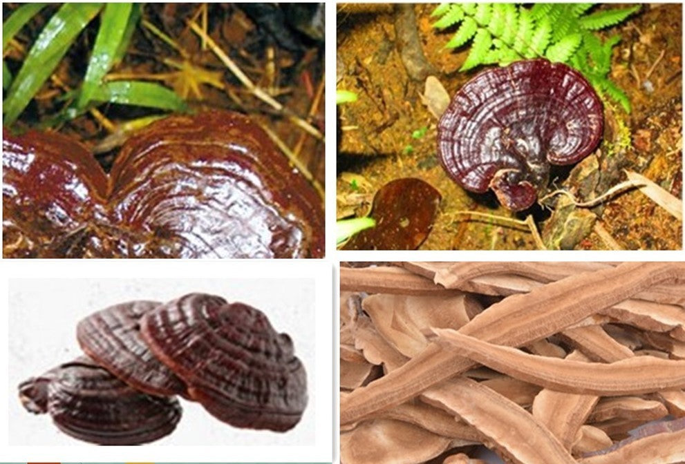 Wild Reishi Mushroom Slices 250g Ganoderma Lucidum Premium Health Herbal Tea