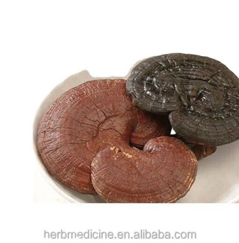 Reishi Mushroom Tea Benefits in Good Price Reishi Sale Online 500g Bulk Supply