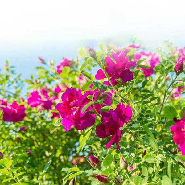 Bulk Manufacturers Wholesale Pingyin Rose Low Temperature Drying Flower Buds