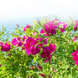 Bulk Manufacturers Wholesale Pingyin Rose Low Temperature Drying Flower Buds