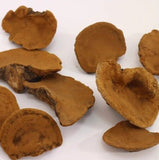 Song-Gen Meshimakobu Mushroom Sang Huang Mesima Phellinus Igniarius Powder