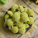 Dried Green Flower Scindapsus Aureus Edgeworthia Chrysantha Makes A Healthy Tea
