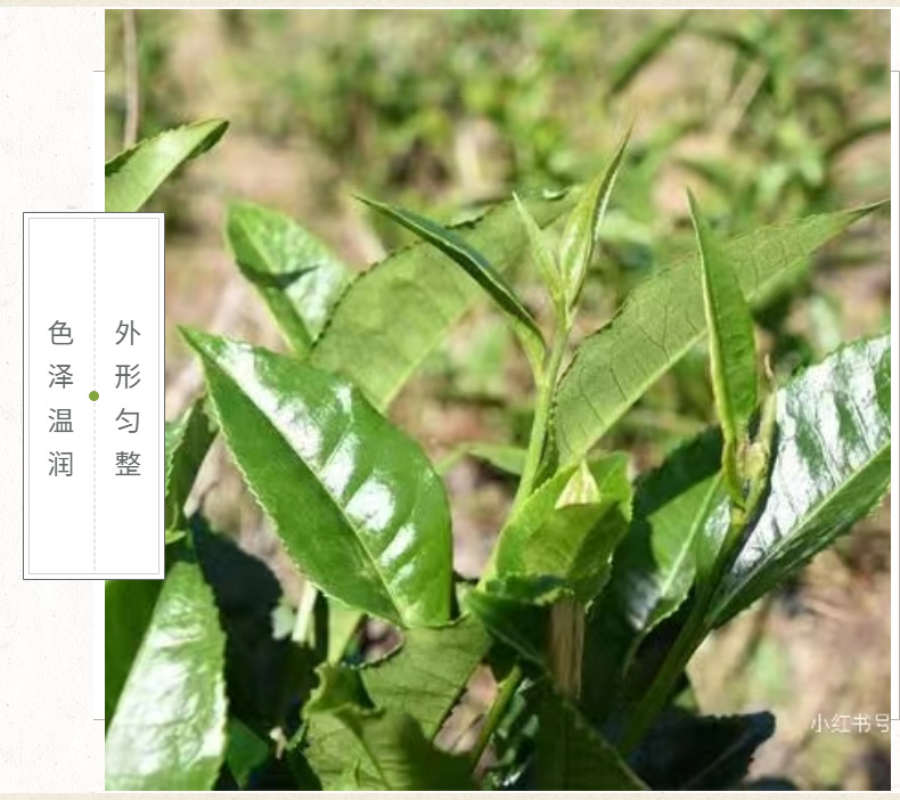 Yunnan Tea Nannushan First Spring Ancient Pu'er Tea Raw Tea 357g Cake Tea