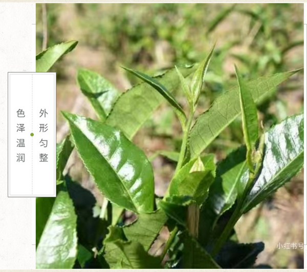 Yunnan Tea Nannushan First Spring Ancient Pu'er Tea Raw Tea 357g Cake Tea