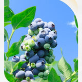 Fresh Concentrated Juice Blueberry Black Wolfberry Puree Anthocyanin Juice