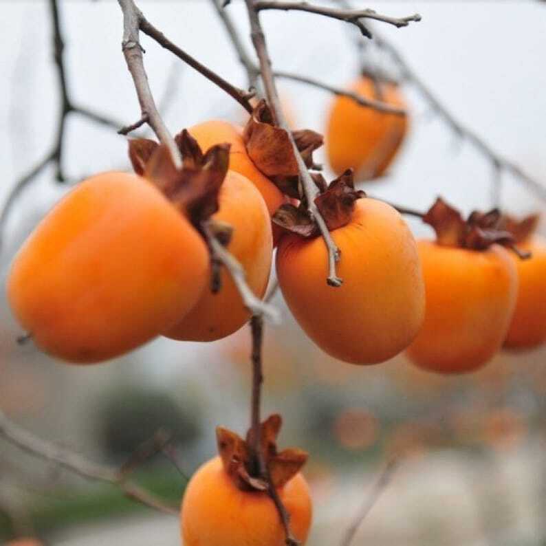 2023 Year New Great Quality Persimmon Fu Ping Shibing, Shi Bing