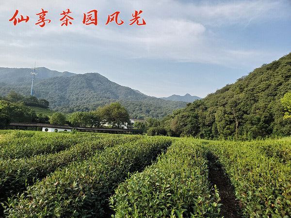 New Tea Longjing Crushed Tea Loose Tea Pieces Green Tea Crushed 500g/1.1lb