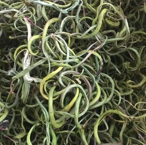 Fossil Grass Kidney Essence Tea Chinese Herbal Medicine Kidney Essence Herb