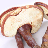 Changbai Mountain Ganoderma Lucidum Red Lingzhi Purple Lingzhi Edible Fungi 500g