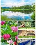 Herbal Health Power Blend Lotus Plumule Tea for Male Energy Boost