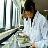 Tieguanyin Tea Green Tea Oolong Tea Bags 125g Promotion Top Grade Health Tea