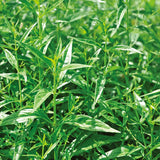 100% Organic Andrographis Paniculata Natural Herbs Cut Without Leaves