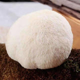 100% Organic Natural Dried Lion's Mane Mushroom Chinese Herbs Healthy Care 500g