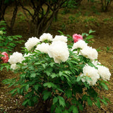 Peony Flower Dried White Peony Flower Petals Whole