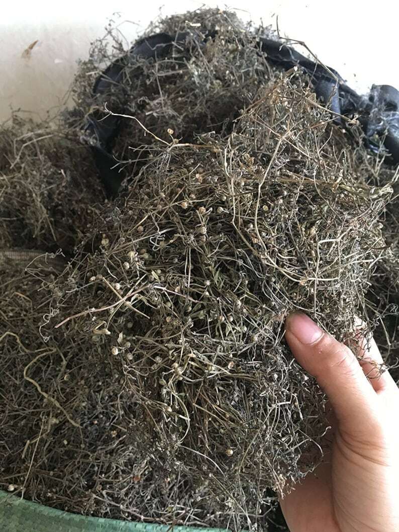 250g Dried Herba Hedyotis Diffusae, Bai Hua She She Cao Secondary image