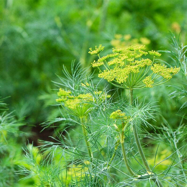 250g Foeniculum vulgare /Fennel, Hui xiang