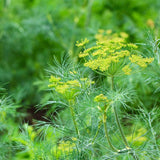250g Foeniculum vulgare /Fennel, Hui xiang