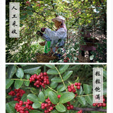 250g Sichuan Peppercorns Huajiao for Cooking Soups Red Pepper