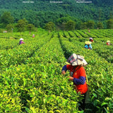 Authentic Natural Yinghong No. 9 Luzhou-Flavor Yingde Black Tea Loose Tea 100g