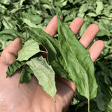 250g/ 500g Sun Dried Toon Leaves Toon Tea Fresh Leaves Dried Toon Leaves