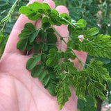Natural Premium Quality New Leaf Natural Yunnan Moringa Tea Moringa Leaves