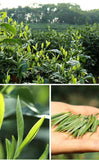 White Hair Silver Needle Premium White Tea Moonlight White Tea Ancient Trees125g
