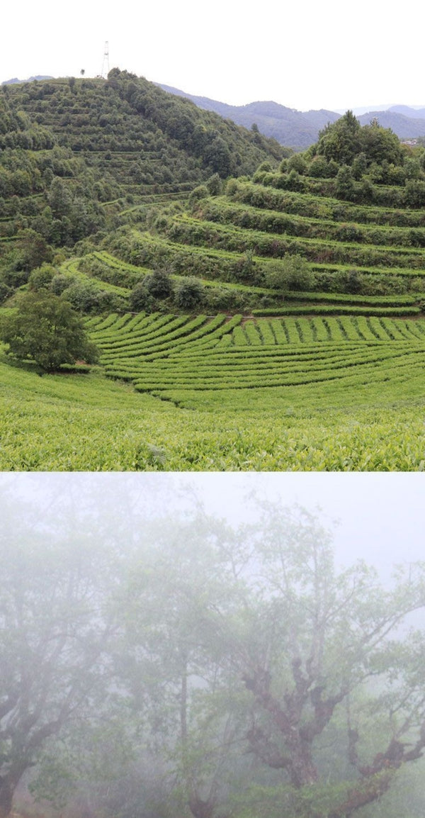 Premium Yunnan Biluochun Top Grade Spring Tea Rich Aroma Loose Leaf
