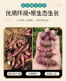 Pancreatic fruit tea canned herbal pancreas fruit ghost ginger chrysanthemum120g