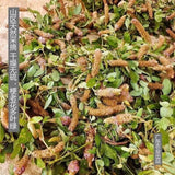 Wild Uraria Crinita Whole Herb 250g Premium Dried Traditional Chinese Medicinal