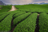 Tieguanyn Tee 50g Schwarzer Oolong Tee Natürlicher Schwarzer Tie Guan Yin Tee