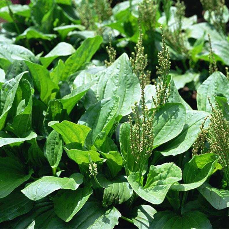 3.5OZ CHINESE PLANTAIN Plantago Asiatica Herb Seeds, Che Qian Zi Secondary image