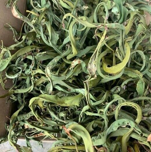 Fossil Grass Kidney Essence Tea Chinese Herbal Medicine Kidney Essence Herb