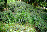 2025 First Flush Longjing Tea Premium Grade 50g Fresh Hangzhou Origin