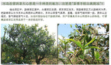 250g Ripe PuEr Tea Tree High Quality Yunnan Pu'er Puerh Tea Black Tea Brick