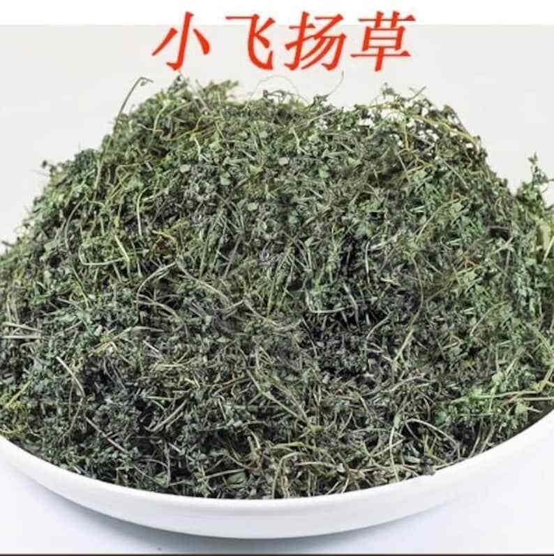 Dried Thyme-leaved spurge Redcausticreeper Euphorbiathymifolia Xiao Fei Yang Cao Main image