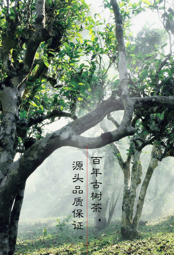 Yunnan Aged Ancient Tree Tea Leaves Lao Ban Zhang Puerh Tea Cake Ripe Puerh 357g