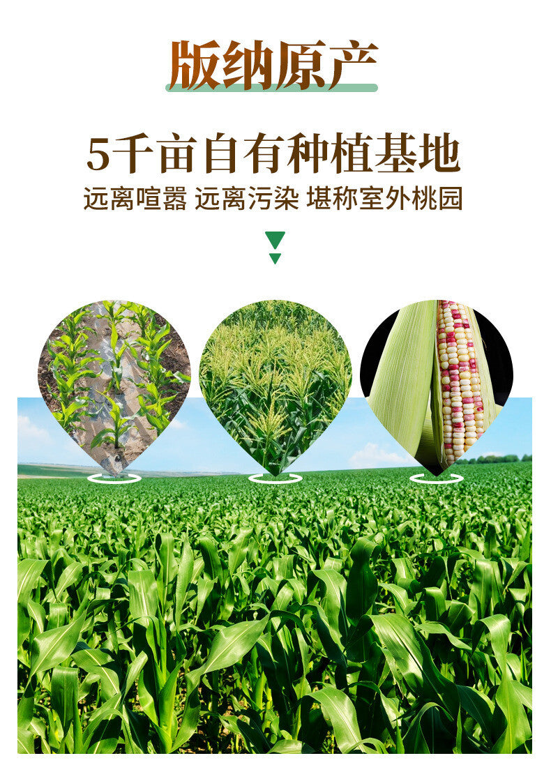 Xishuangbanna Sticky Corn – Vacuum-Packed Sweet Snack