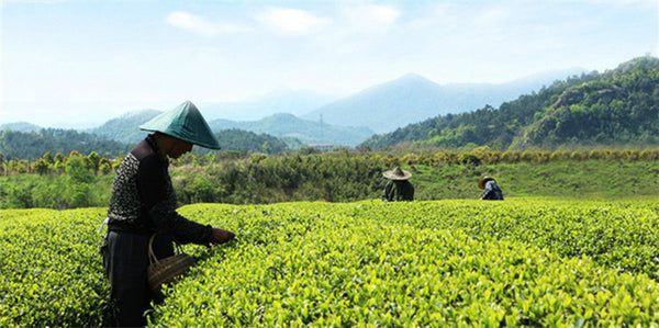 TemuTea Top Grade Tea West Lake Spring Longjing Green Tea Dragon Well Tea Long Jing Tea