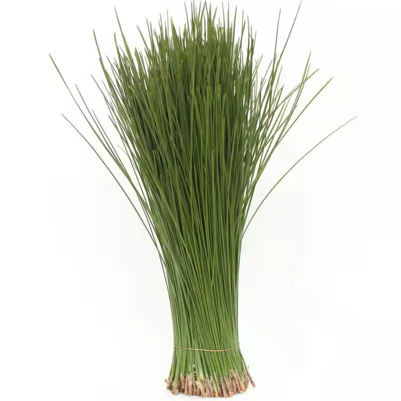 First Grade Natural Chinese Herbs Pine Needles Tea for Improving Sleeping